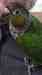 Conure Conure