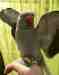 Indian Ringneck Parakeet