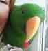 Eclectus