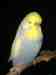 Budgerigar