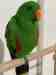 Eclectus