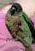 Conure