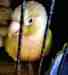 Conure