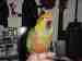 Conure