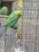 Budgerigar