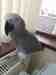 African Grey