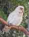 Corella Cockatoo