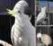 Cockatoo