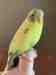 Budgerigar