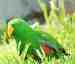 Eclectus