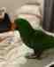 Eclectus