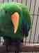 Eclectus