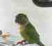 Conure