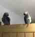 African Grey