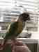 Conure