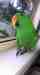 Eclectus