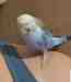 Budgerigar