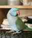 Indian Ringneck Parakeet