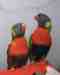 Lory / Lorikeet