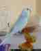 Budgerigar