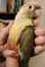 Conure