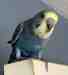 Budgerigar