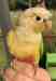 Conure