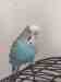 Budgerigar