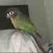 Conure