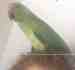 Indian Ringneck Parakeet