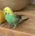 Budgerigar