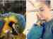 Macaw