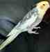 Cockatiel