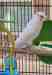 Budgerigar