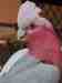 Galah Cockatoo