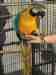 Macaw