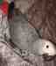 African Grey