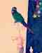 Conure