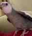 Cockatiel