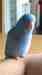 Parrotlet