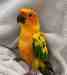 Conure