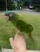 Conure