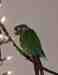 Conure