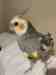 Cockatiel