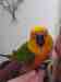 Conure