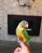 Conure