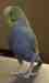 Parakeet