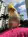 Cockatiel