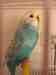 Budgerigar