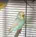 Budgerigar